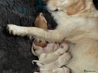 Golden Retriever dogs for sale - Advert 1