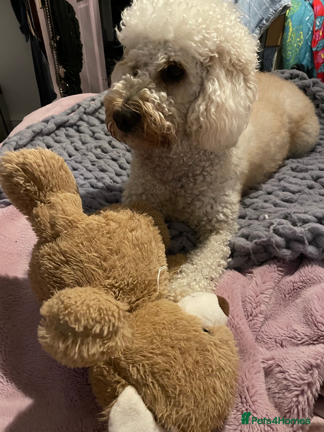 Mini Goldendoodle dogs for stud: Stud sire wanted  - Image 6