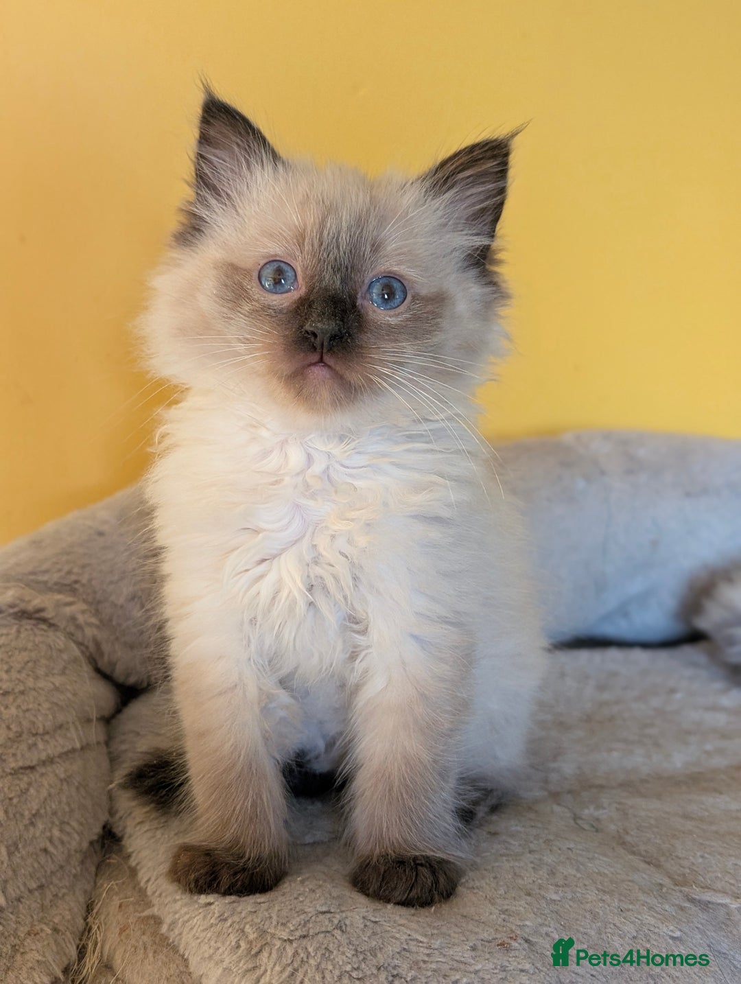 Ragdoll cats for sale: Gorgeous Ragdoll Kittens  - Advert 8