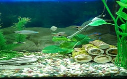 Other/Mixed Breed fish for sale: Assorted Tropical Fish  - Image 2