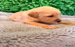 Goldador dogs for sale: 🐾Gorgeous Puppies-Family Raised with Love&Care🐾 - Image 6