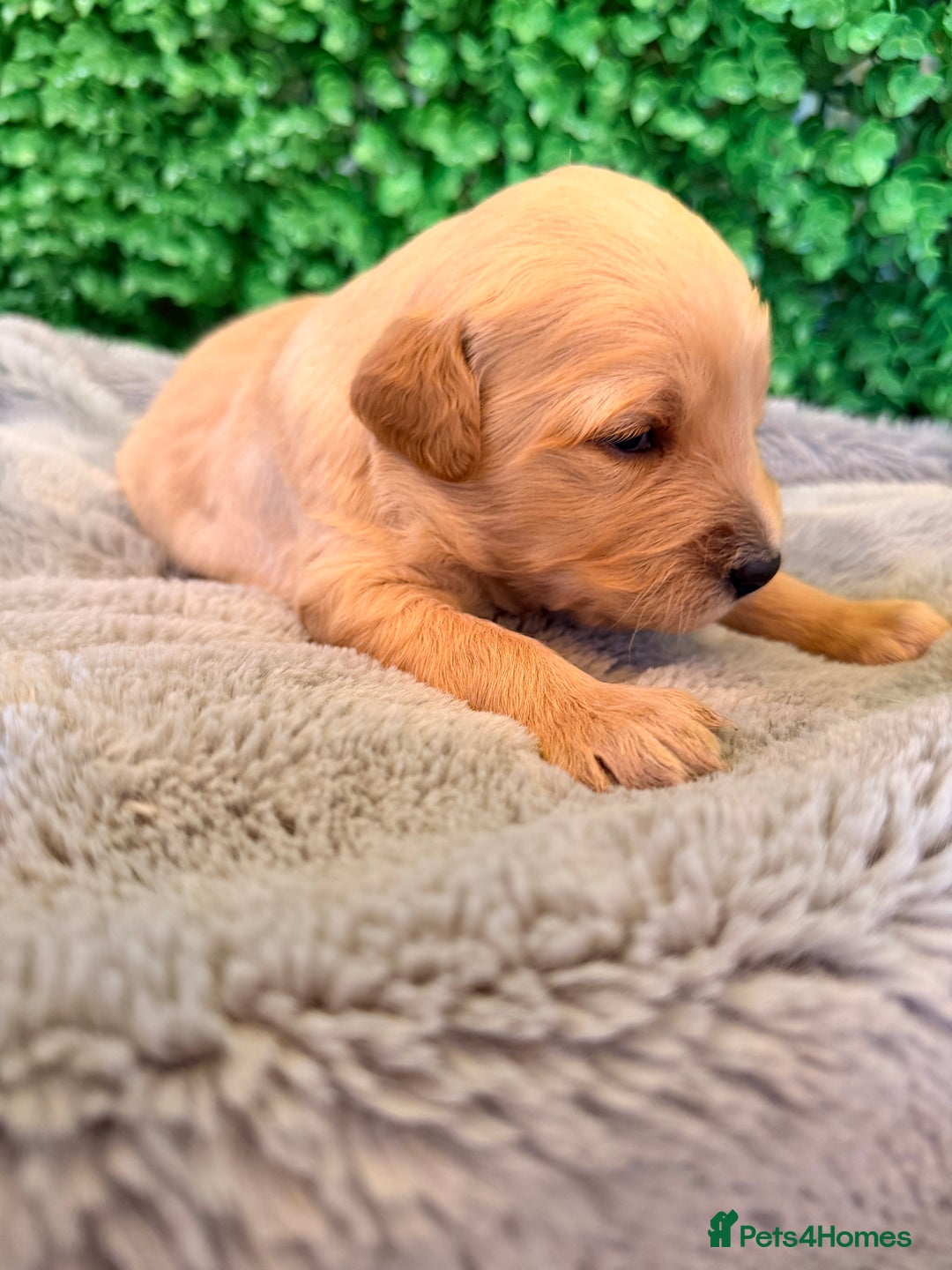 Goldador dogs for sale: 🐾Gorgeous Puppies-Family Raised with Love&Care🐾 - Image 6