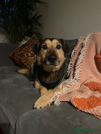 Mixed Breed dogs URGENT: FOSTER or ADOPT:๐ BAKS โ A Loyal Soul ๐ in Eastbourne - Advert 4