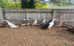 Ducks poultry for sale: Indian Runner Duck Ducklings + Fertile Eggs - Image 6