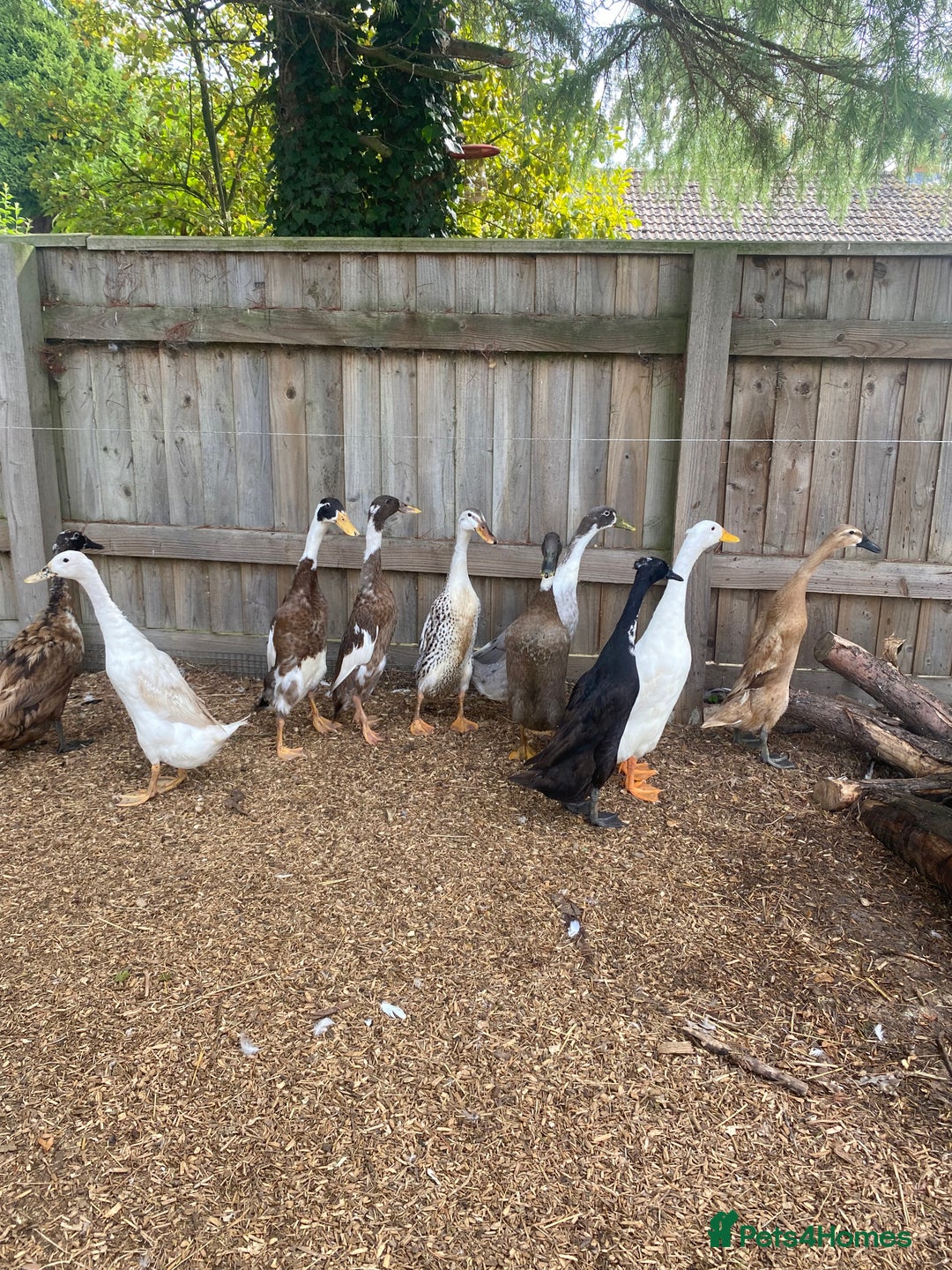 Ducks poultry for sale: Indian Runner Duck Ducklings + Fertile Eggs - Image 6