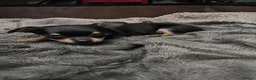 Chihuahua dogs for sale:  **  chihuahua puppies  in Cardiff - Advert 5