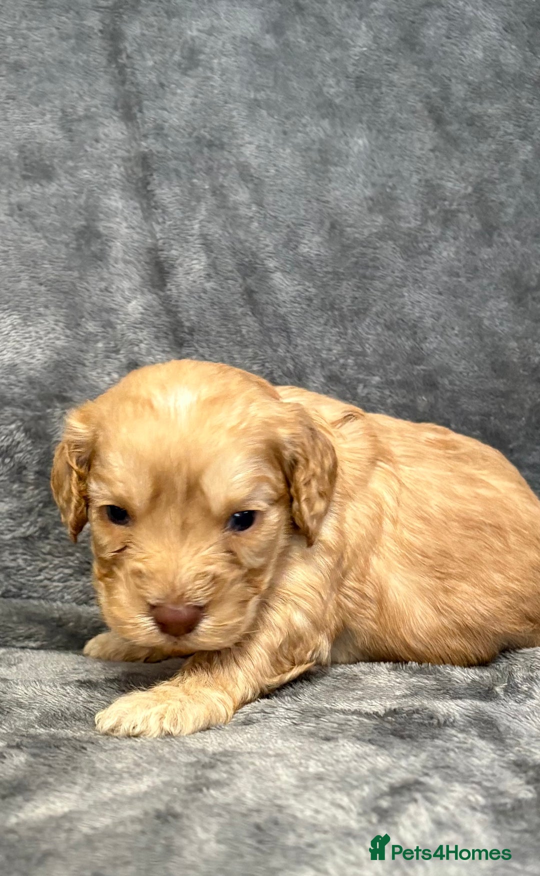 Cockapoo dogs for sale: Cockerpoo puppies from health tested parents.  - Advert 9