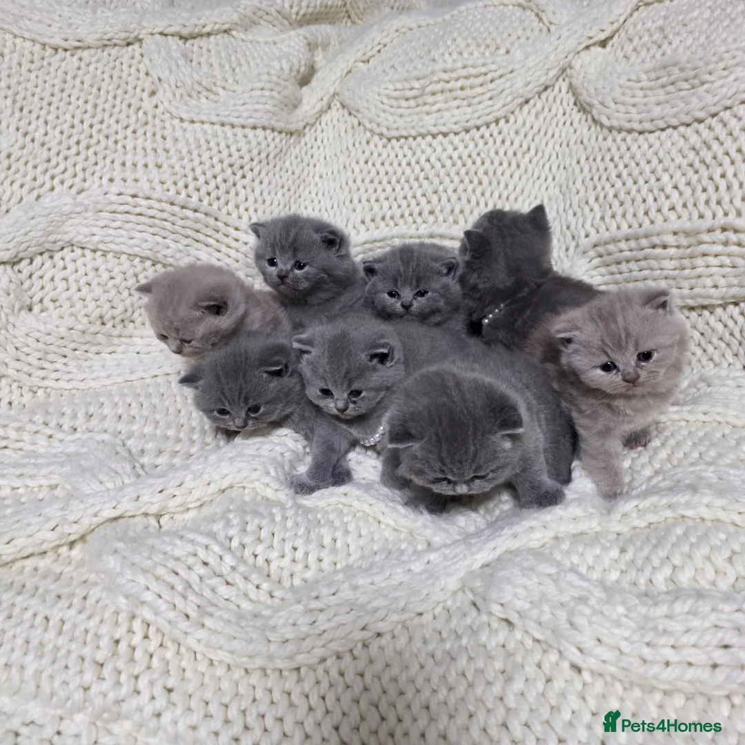 British Shorthair cats for sale: Beautiful British shorthair kittens  - Advert 1