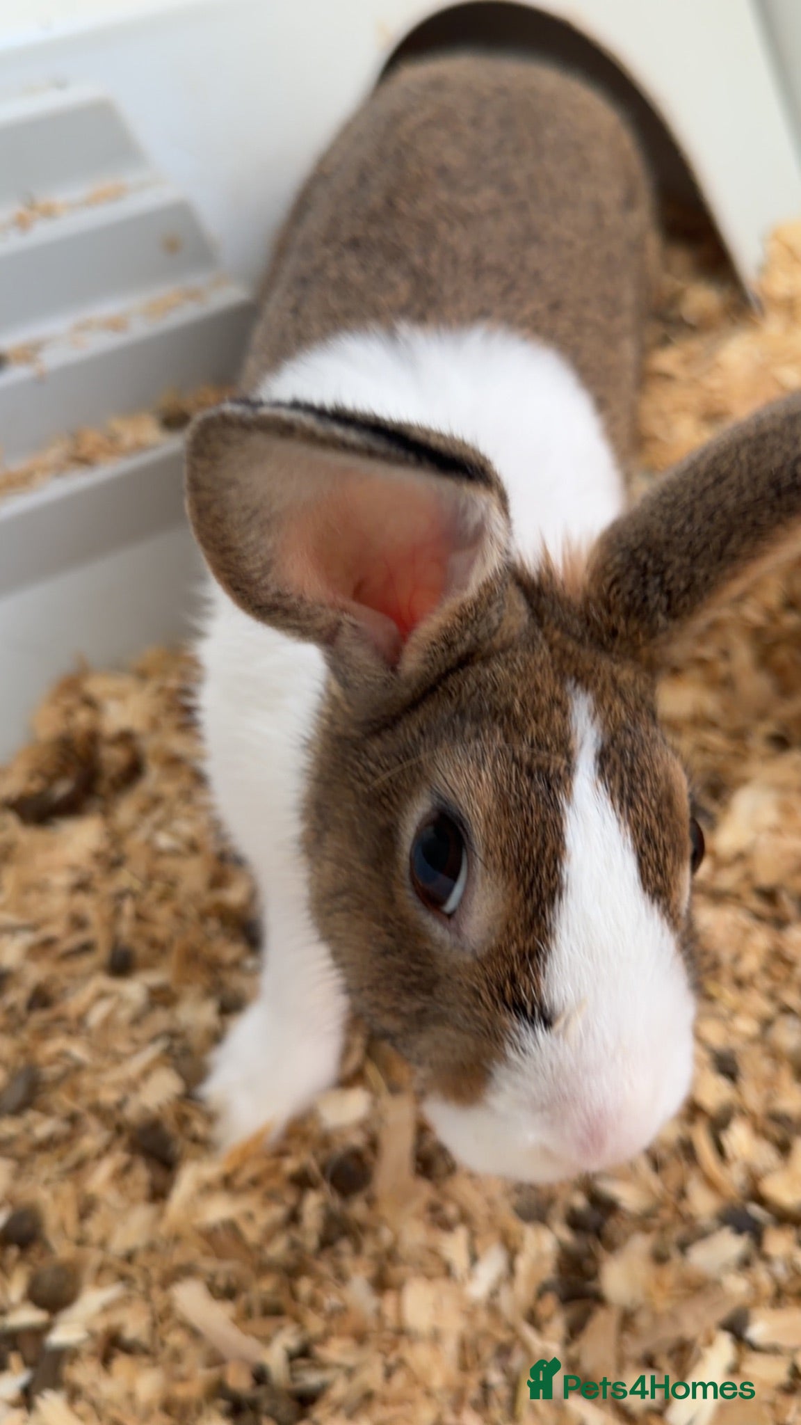 Dutch rabbits Rabbit needing a good home - Advert 4