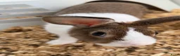 Dutch rabbits for sale: Rabbit needing a good home - Advert 1
