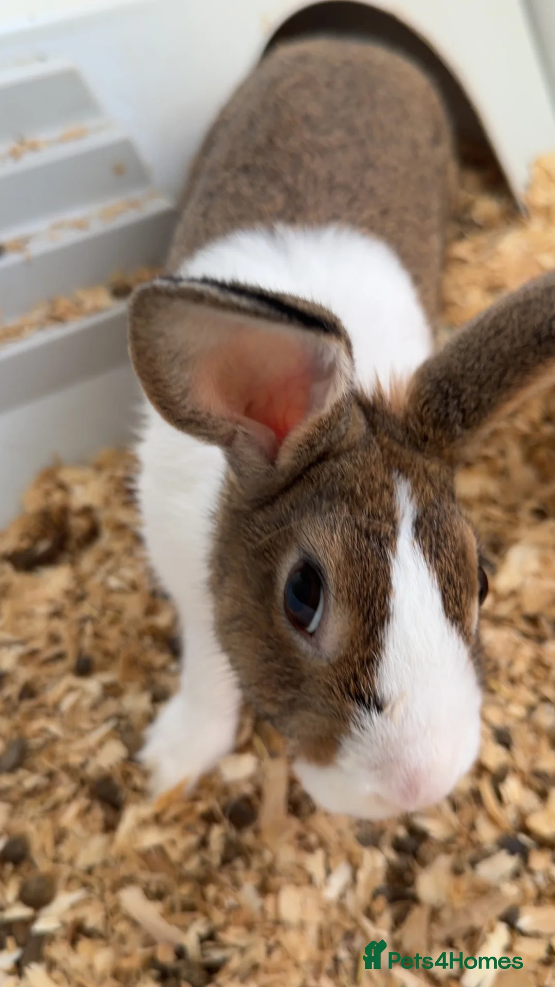 Dutch rabbits for sale: Rabbit needing a good home - Advert 1