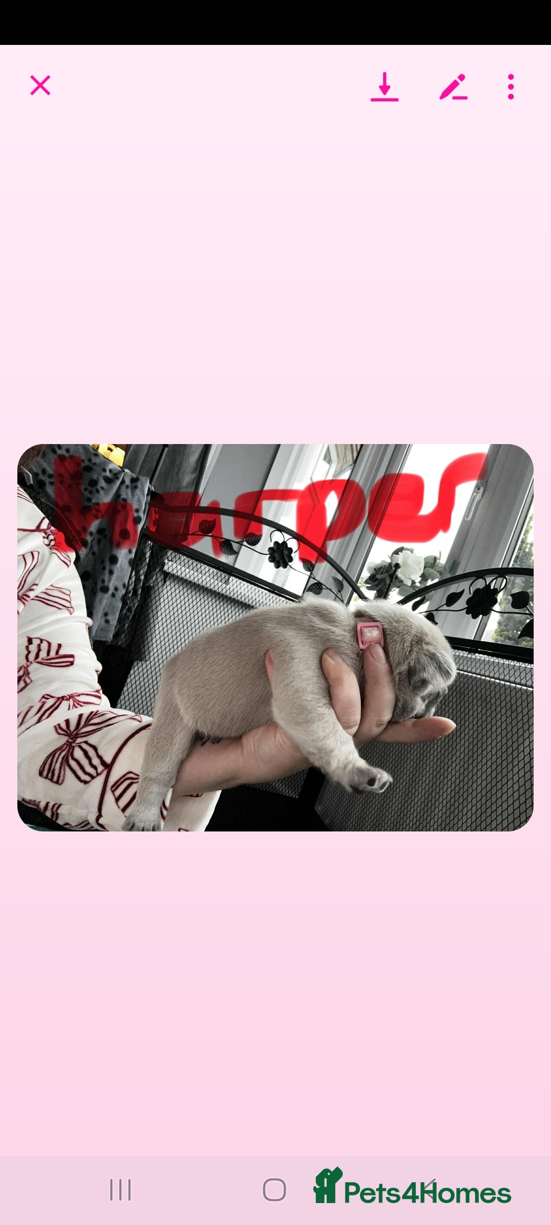 French Bulldog dogs for sale: French bulldog  - Image 12
