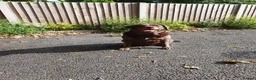 Labrador Retriever dogs for sale: 3 Labradors for sale in Wigan - Advert 2