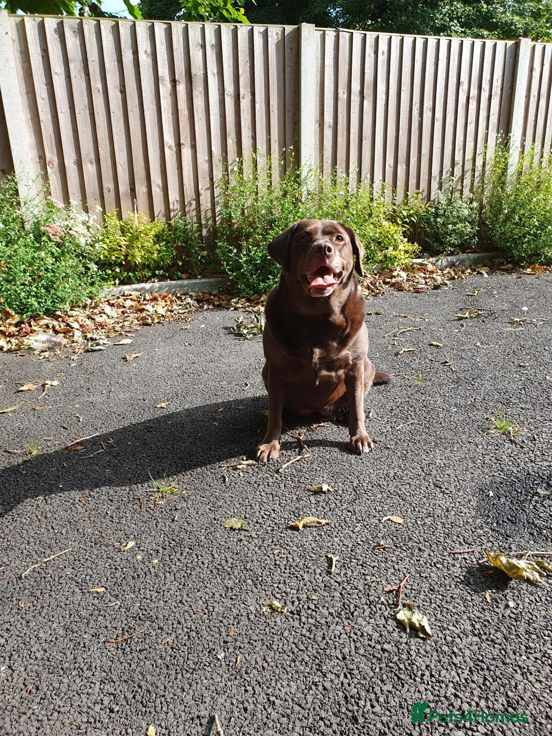 Labrador Retriever dogs for sale: 3 Labradors for sale in Wigan - Advert 2