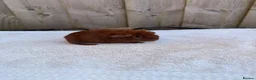 Guinea Pig rodents for sale: Gorgeous DEG boars  in Plymouth - Advert 10