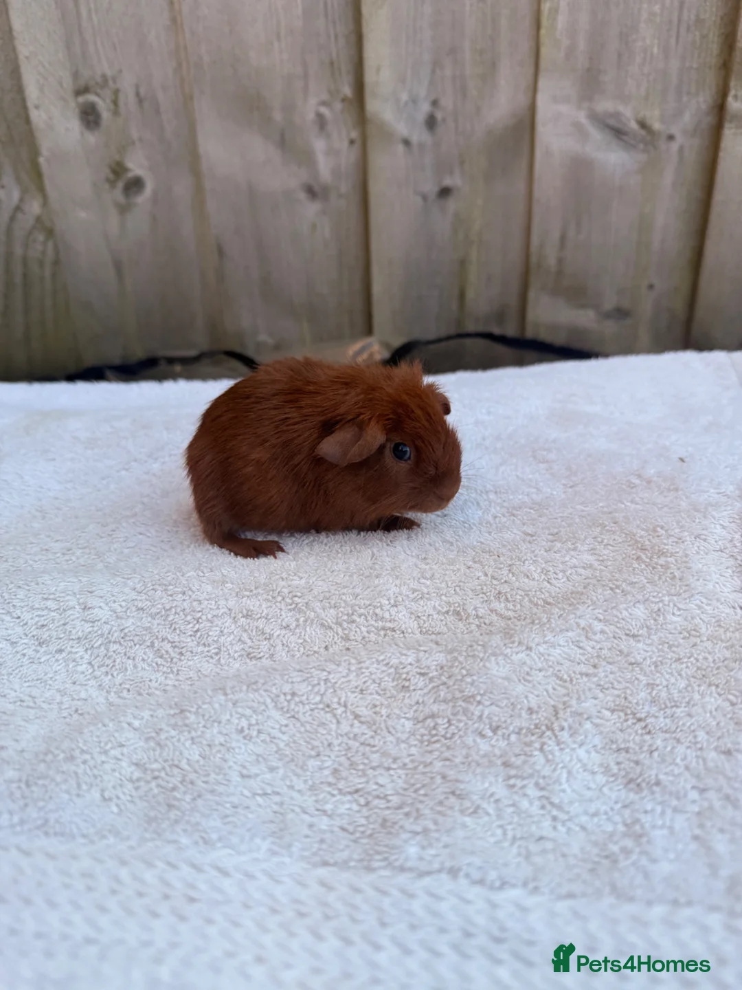 Guinea Pig rodents for sale: Gorgeous DEG boars  in Plymouth - Advert 10