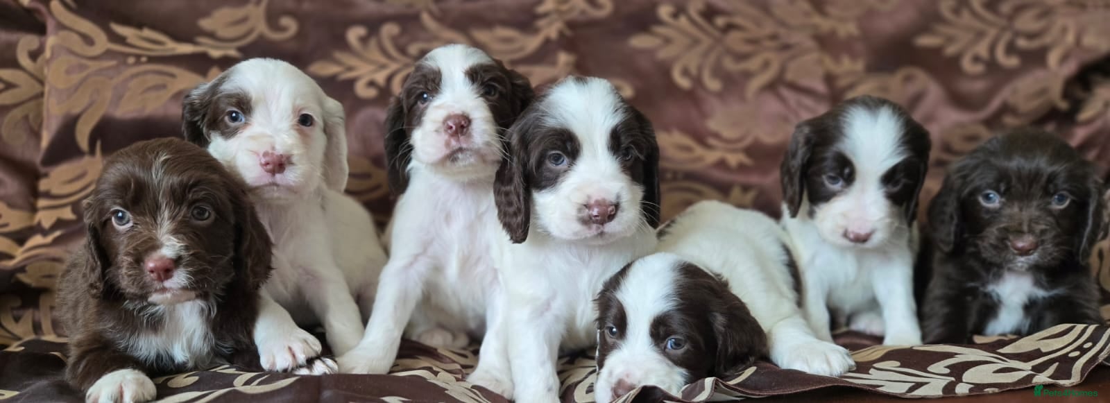 Cocker Spaniel dogs Beautiful Cocker Spaniels - Advert 13