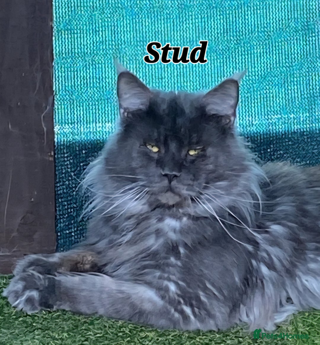 Maine Coon cats for sale: *PRICE DROP* ONLY 1 GIRL LEFT!!! *READY NOW* GCCF! in Alfreton - Image 8