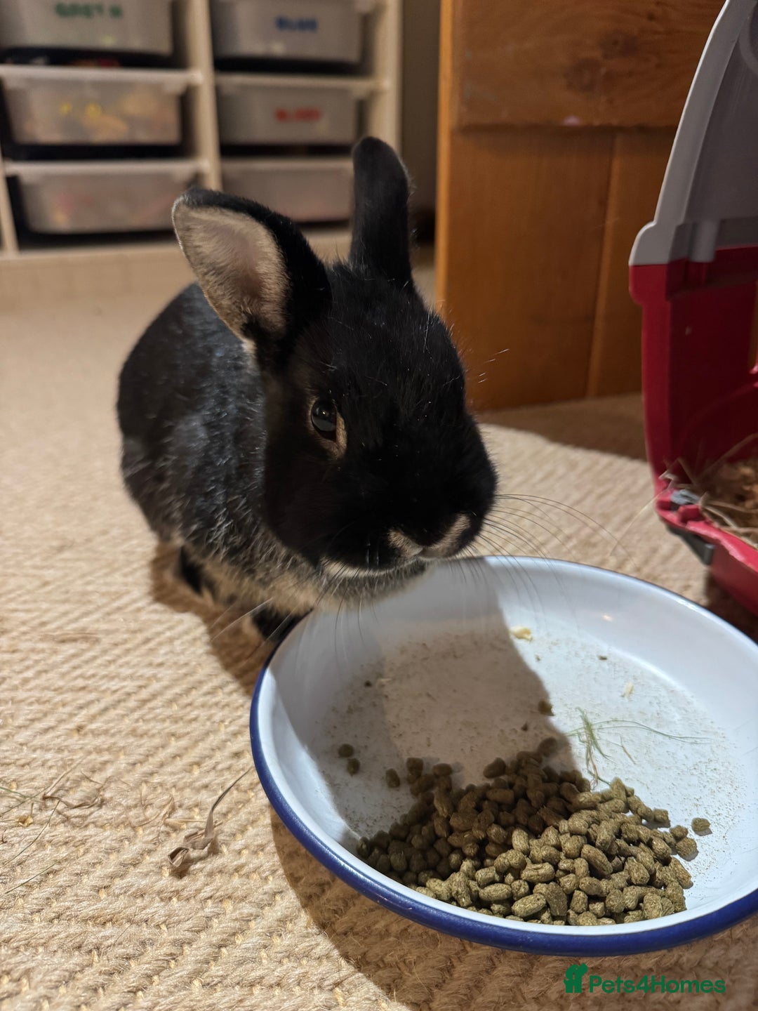 Netherland Dwarf rabbits for sale: Lovely boy Netherland Dwarf - Advert 1