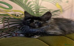 Maine Coon cats for sale: 🔥 TICA Maine coon kittens 🔥  READY NOW 💕💕 - Image 39