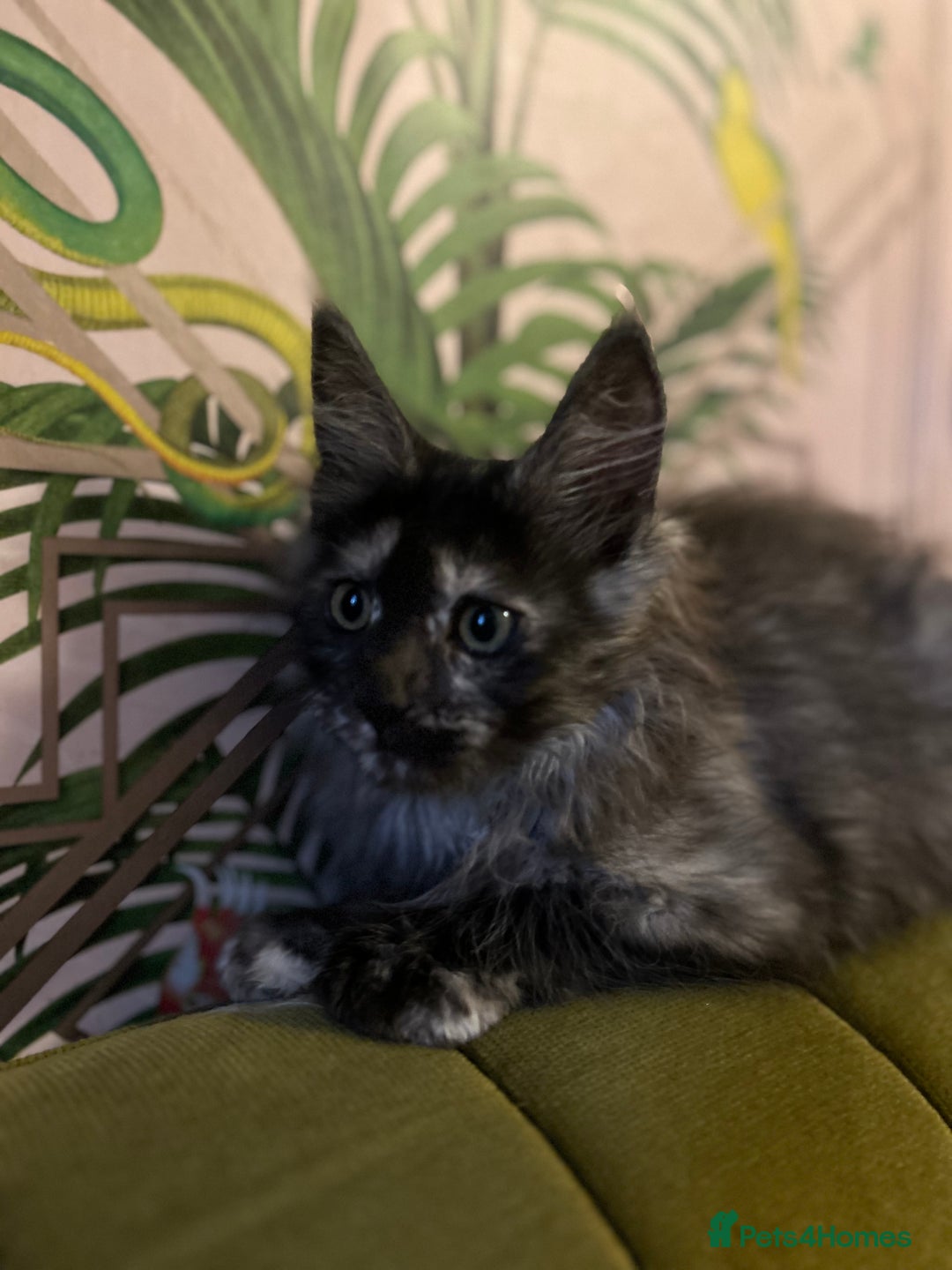 Maine Coon cats for sale: 🔥 TICA Maine coon kittens 🔥  READY NOW 💕💕 - Image 39