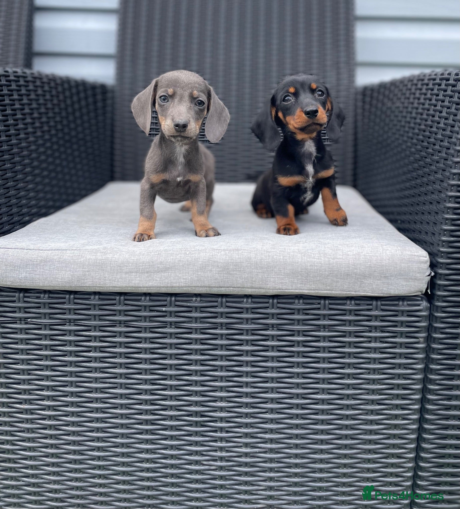 Miniature Dachshund dogs 💖💙beautiful Dachunds ready now 💖💙 - Advert 2