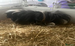 Guinea Pig rodents for sale: 2 male Guinea pigs Grinch(dark & Max(brown) - Image 8