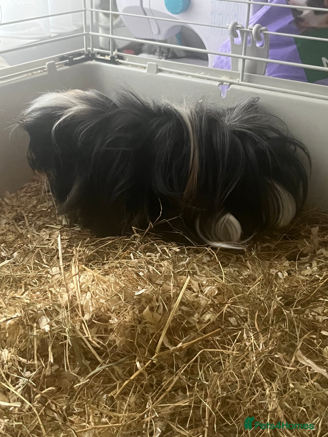 Guinea Pig rodents for sale: 2 male Guinea pigs Grinch(dark & Max(brown) - Image 8