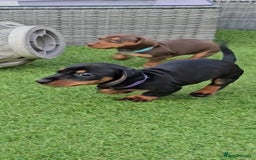 Miniature Dachshund dogs for sale:  Miniature Dachshunds ready to go Friday 19th Sept - Image 39