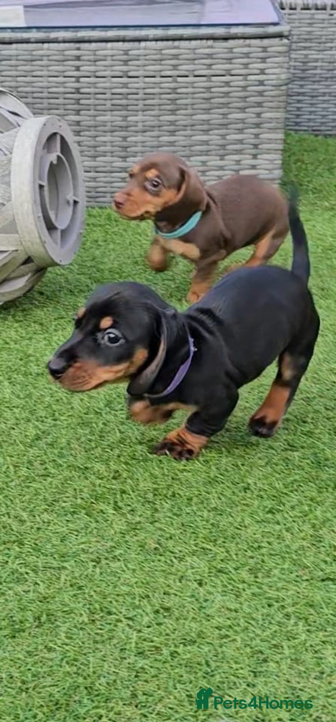 Miniature Dachshund dogs for sale:  Miniature Dachshunds ready to go Friday 19th Sept - Image 39