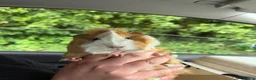 Guinea Pig rodents for sale: *FREE* Female guinea pigs  in Lymington - Advert 2
