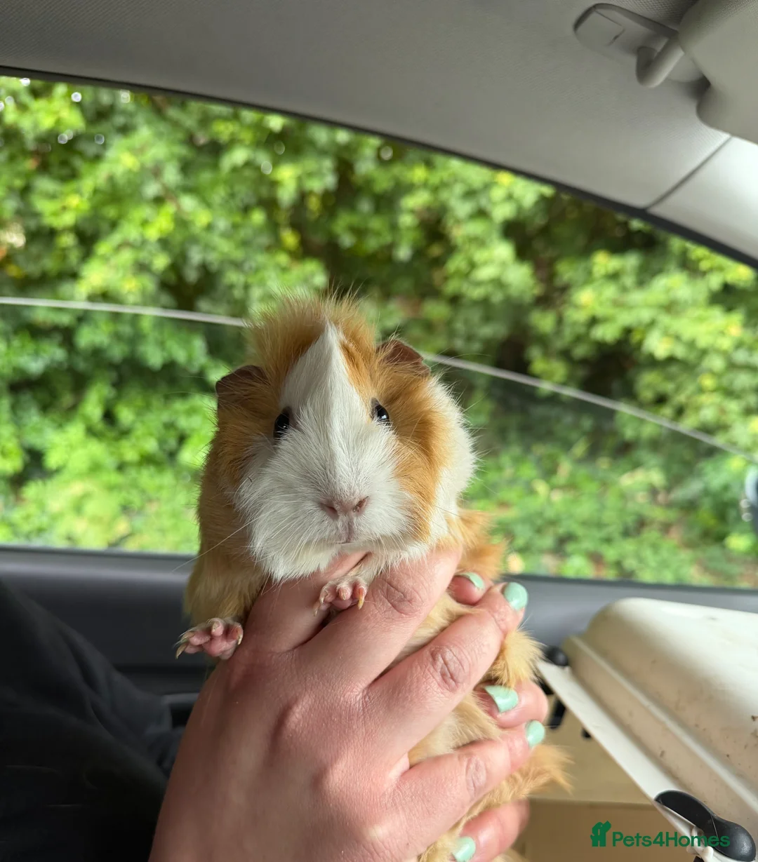 Guinea Pig rodents for sale: *FREE* Female guinea pigs  in Lymington - Advert 2