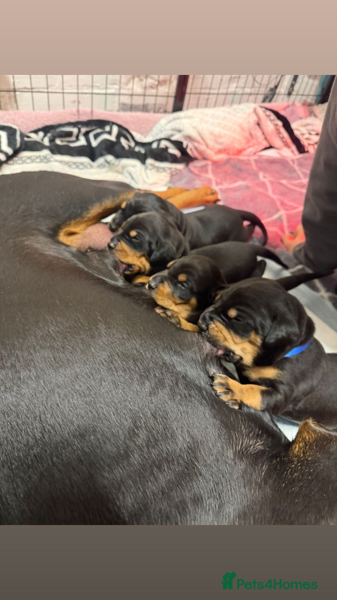 Dobermann dogs Exceptional Doberman X Doberman/rottwiler  - Advert 2