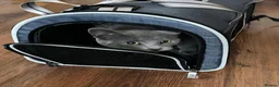 British Shorthair cats for sale: 10 Month Old Grey Striped British Shorthair Blue in Leeds - Advert 6