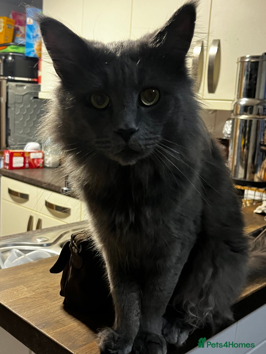 Maine Coon cats for sale: Atlas (Smokey Blue/Grey Maine Coon  - Image 1