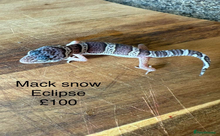 Leopard Gecko reptiles - Advert 1