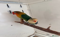 Lovebirds birds for sale: Proven breeding pair for Sale - Image 5