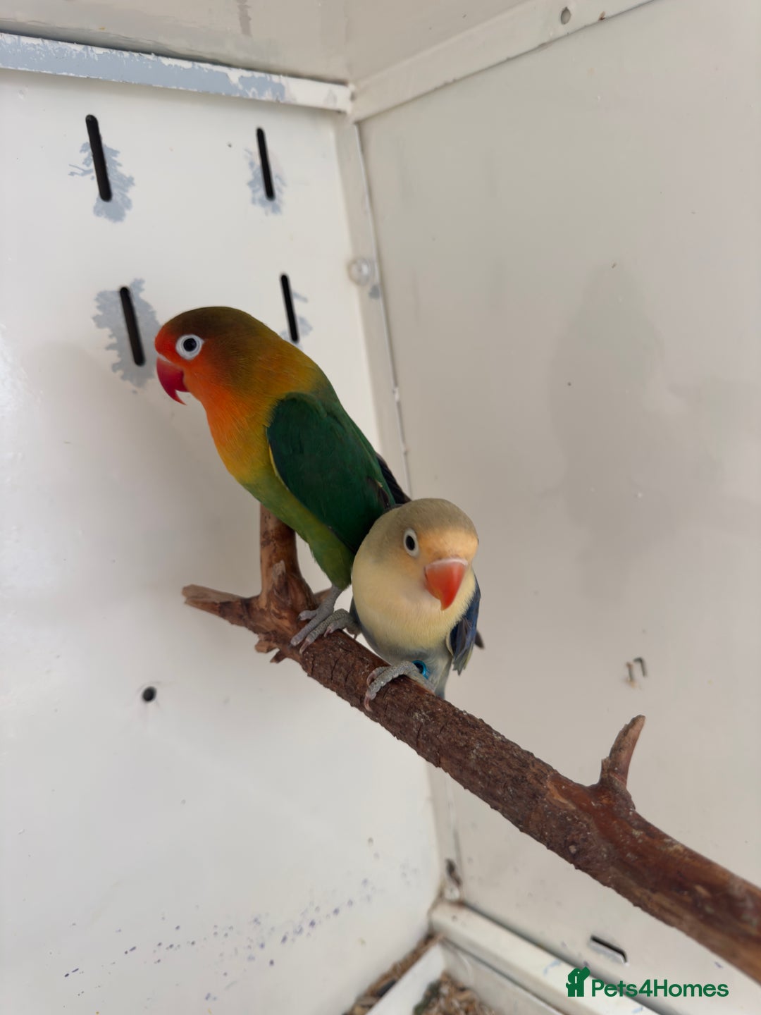 Lovebirds birds for sale: Proven breeding pair for Sale - Image 5