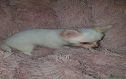 Chihuahua dogs for sale: Tri coloured longcoat apple head - Image 2