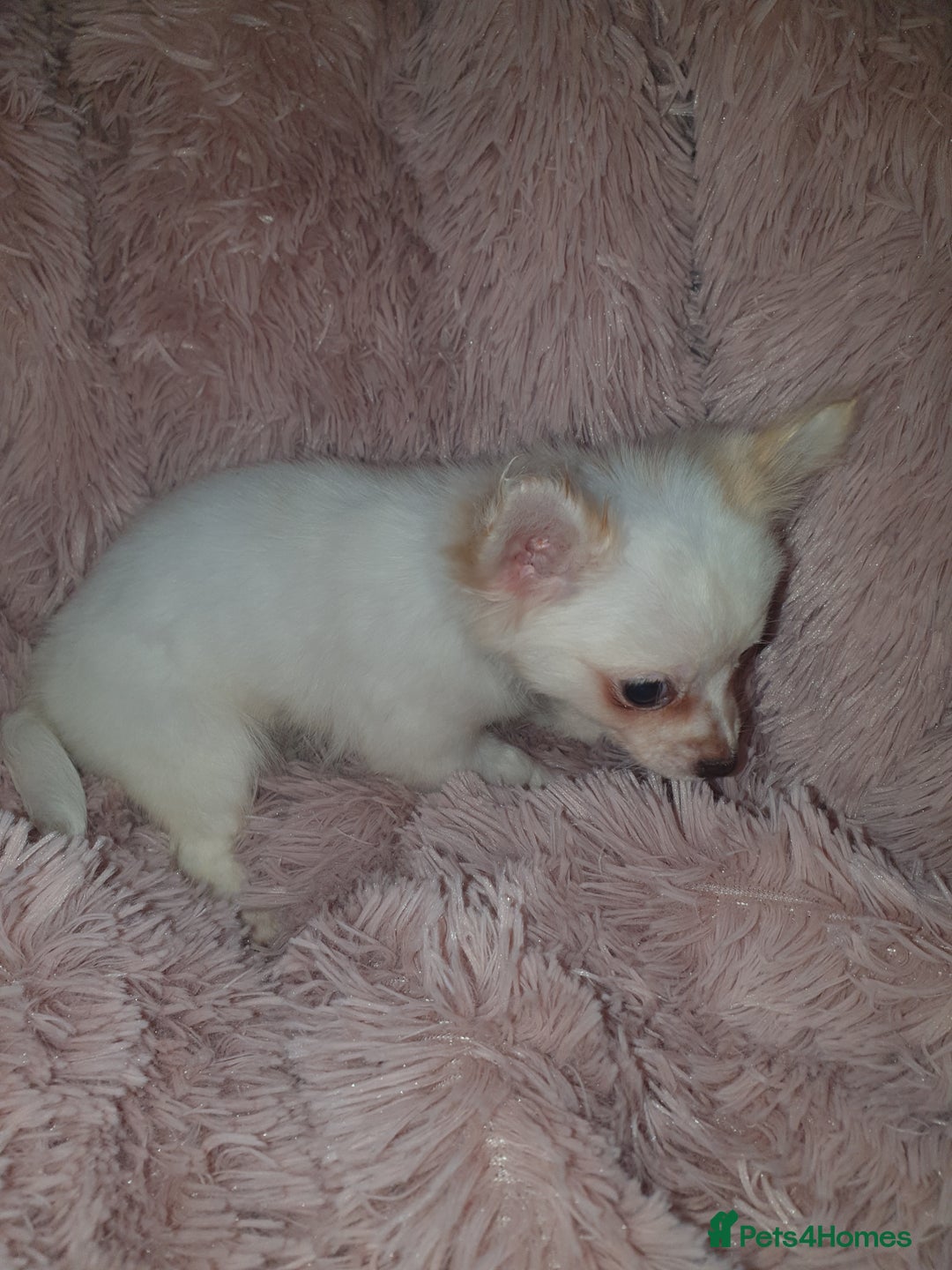 Chihuahua dogs for sale: Tri coloured longcoat apple head - Image 2