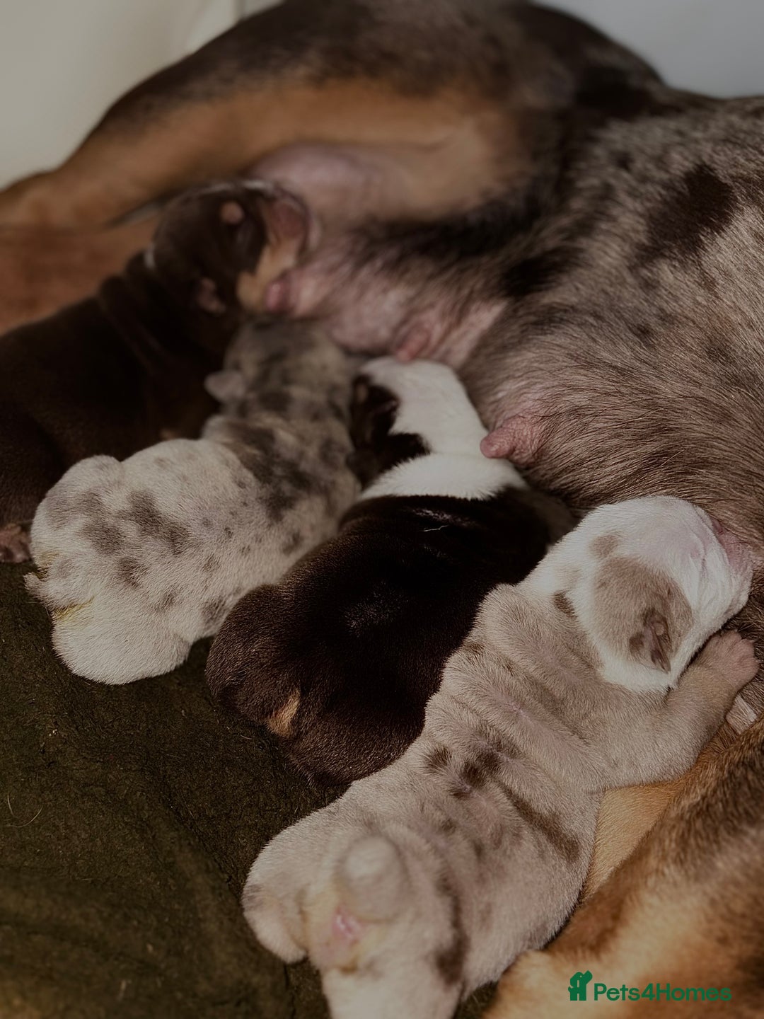 English Bulldog dogs for sale: Merle & choc tri English Bulldogs - Image 6