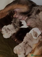 English Bulldog dogs - Advert 3