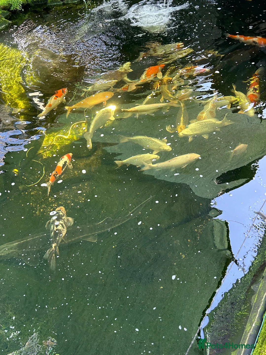 Koi Carp fish for sale: Koi carp - Advert 9