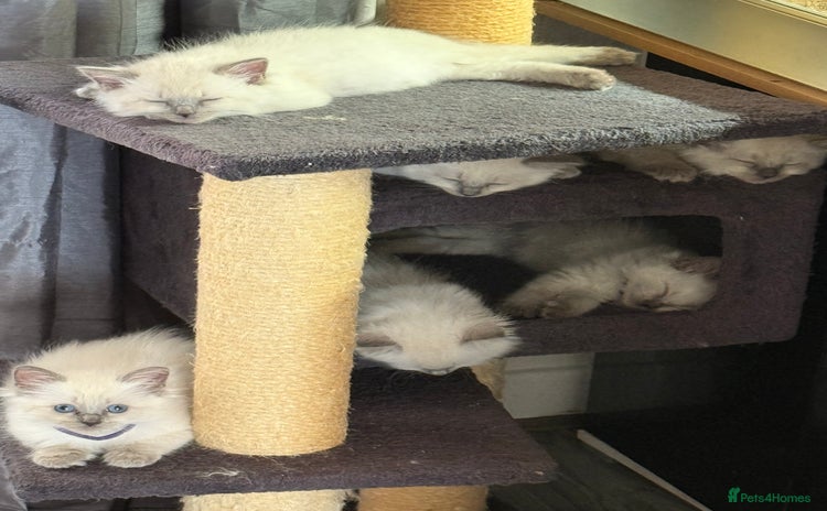 Ragdoll cats - Advert 3