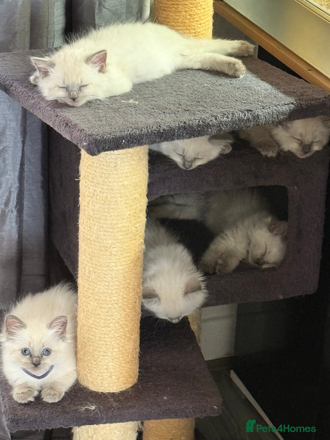 Ragdoll cats for sale: Stunning bluepoint Ragdoll kittens - Image 3