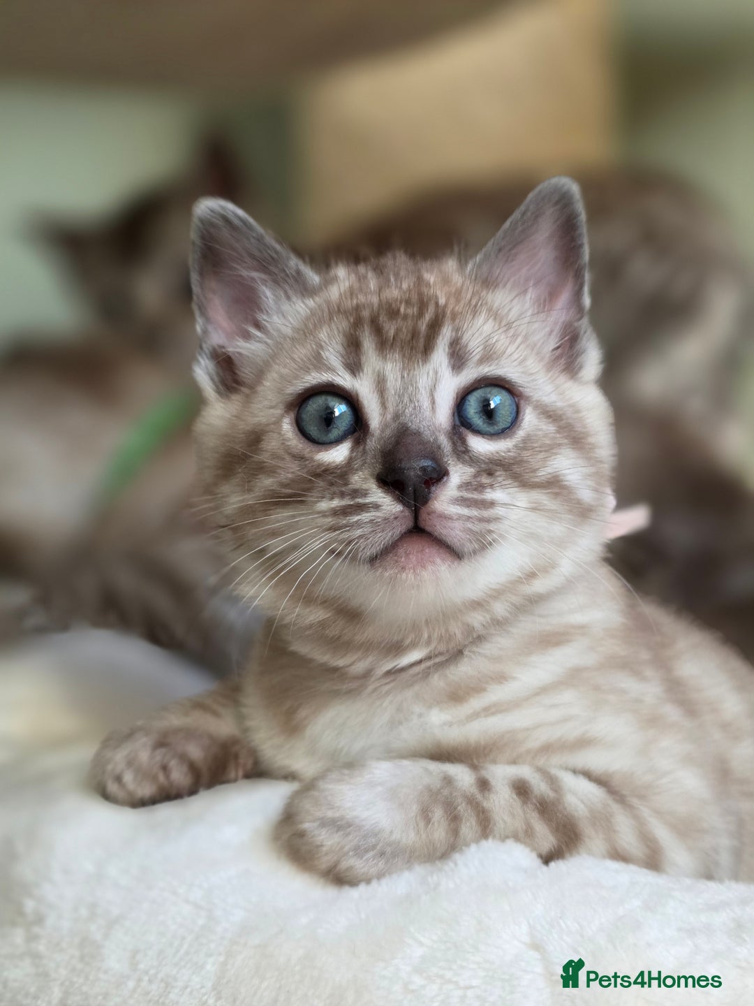 Bengal cats for sale: ❄️ Gorgeous Snow and Charcoal Bengals ❄️  - Advert 5