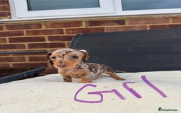 Miniature Dachshund dogs for sale: Miniature Dachshund - Image 6