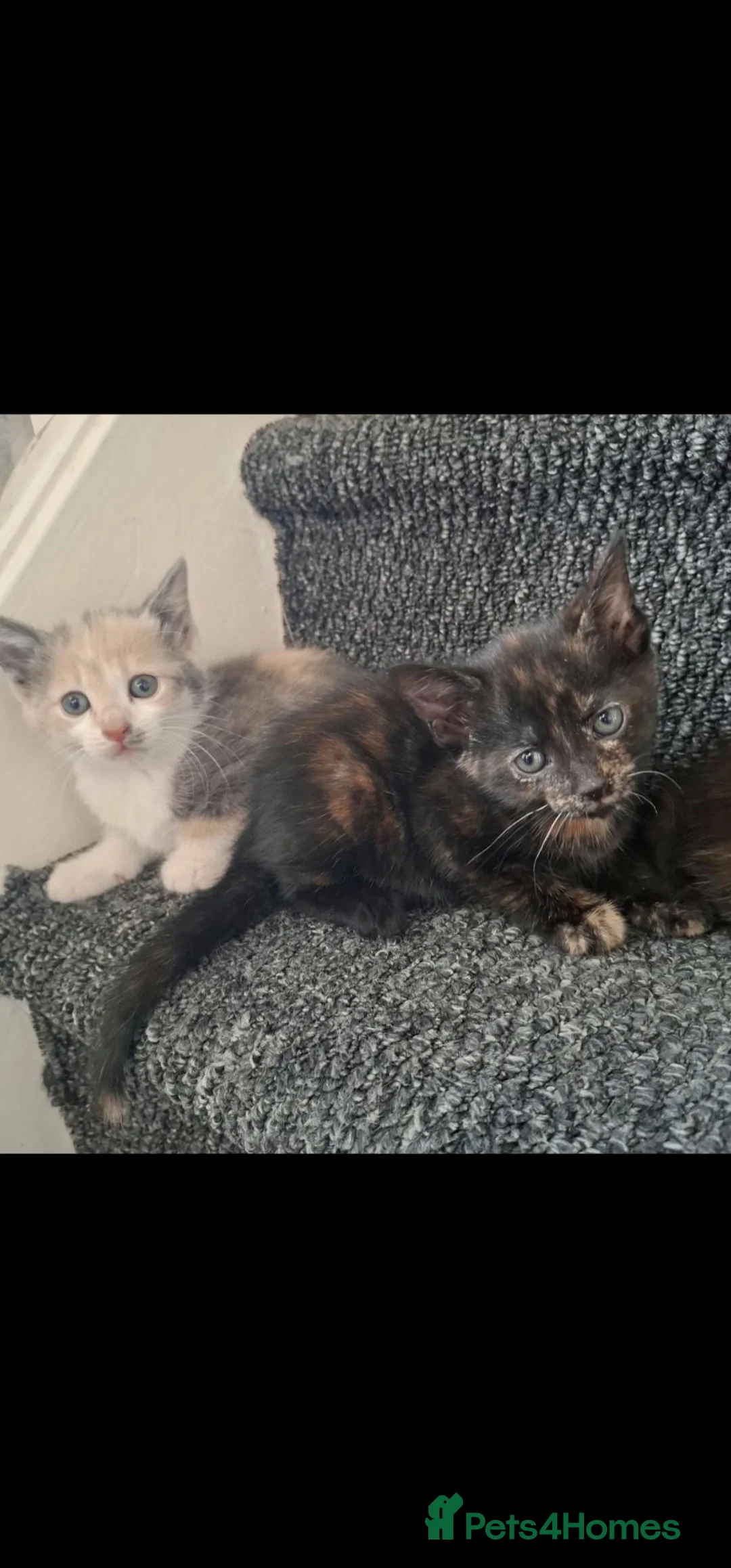 Mixed Breed cats for sale: Midnight kittens looking for new home - Advert 8
