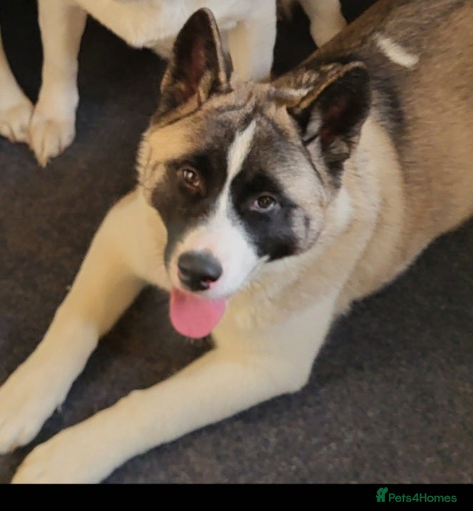 Akita dogs Female Akita (Brie) - Advert 2