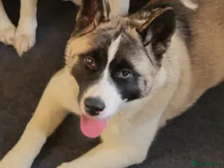 Akita dogs Female Akita (Brie) - Advert 2